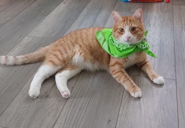 Ищу хозяина кота