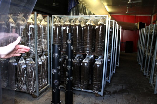 Переработка отходов в Нидерландах