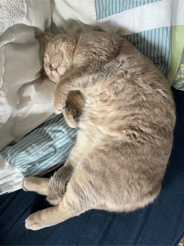 Толстые коты