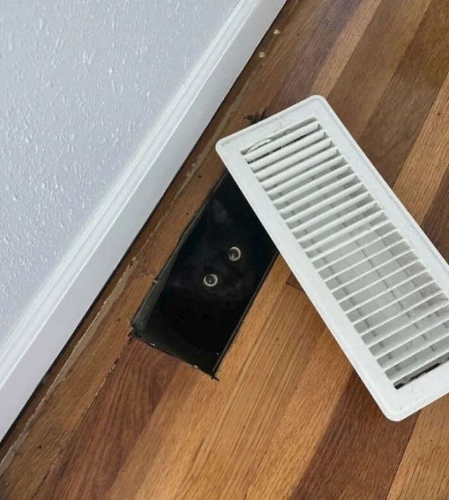 Котовторник в картинках