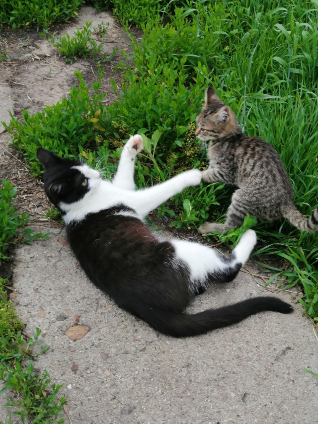 Котовторник