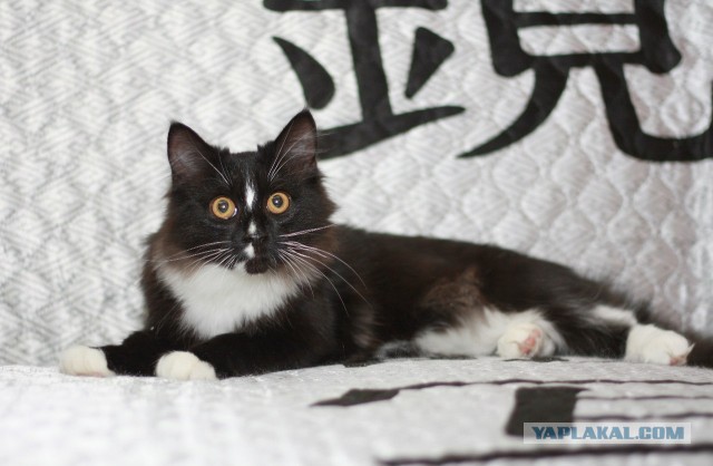 Котовторник 04.06.2013
