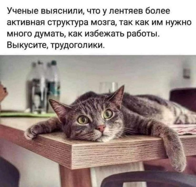 К котовторнику: подборка картинок-баянов с котиками и про котиков. Выпуск 2.