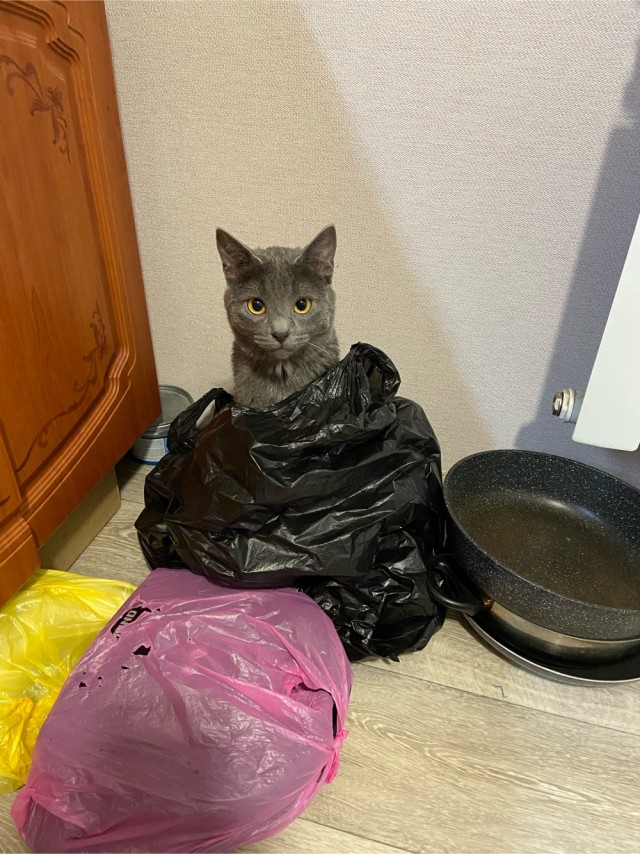 С котовторником!