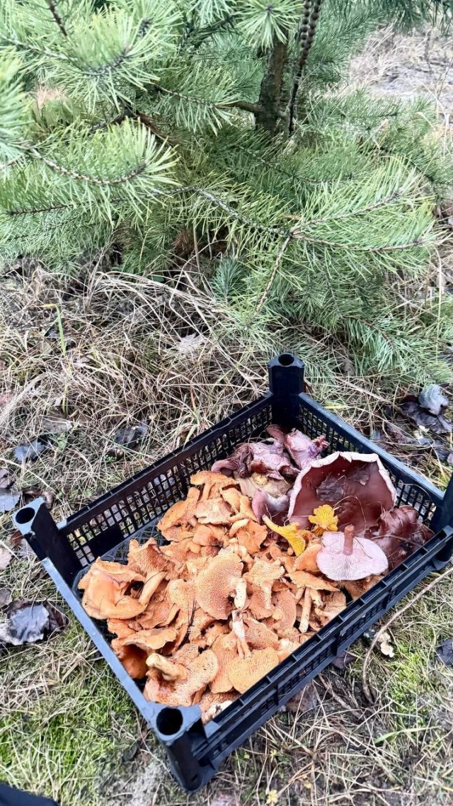 Грибной бум внезапно накрыл Подмосковье