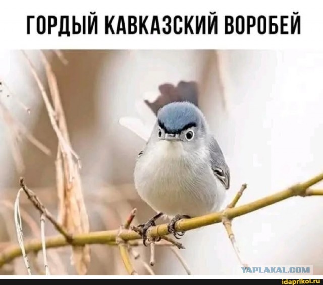 В России проведут перепись воробьев