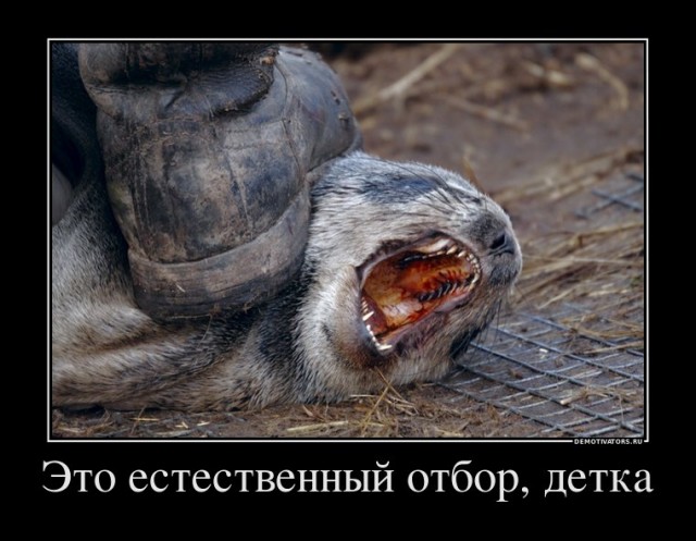 Склад баянов