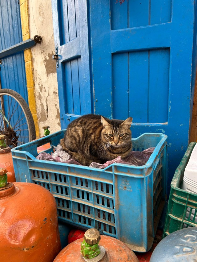 Уличные кошки Марокко