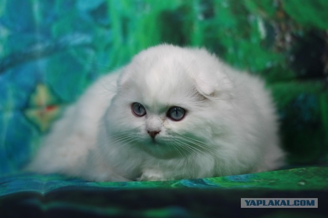 Вот и я стал рабом!