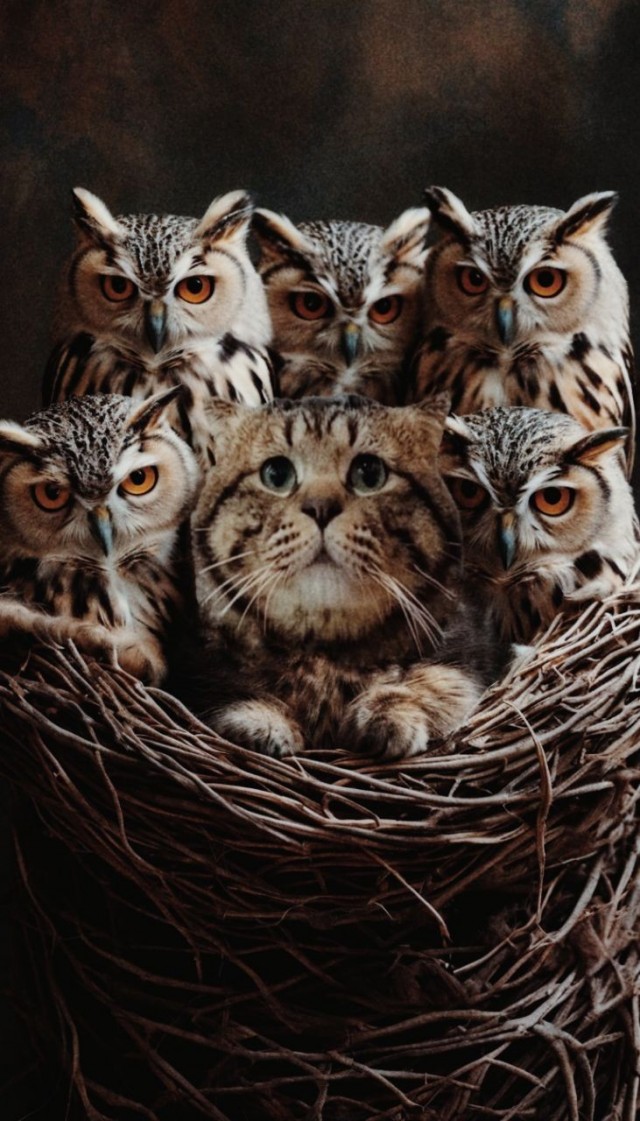 Фотожаба: Грустный котик