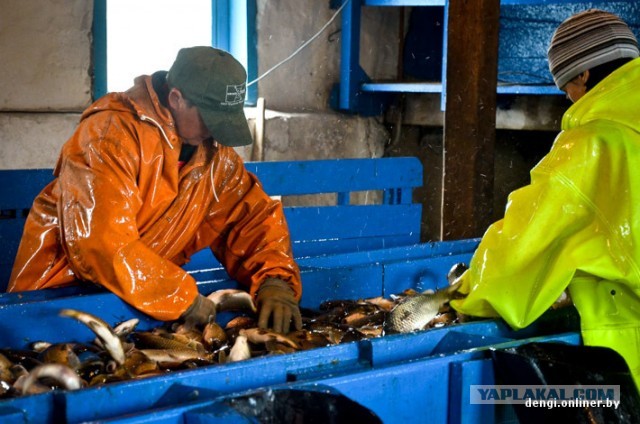 Ловцы грез: репортаж из белорусского рыбхоза