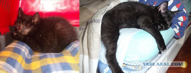 Про спасенных котеек