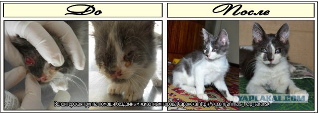 Про спасенных котеек