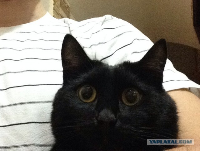 Котик