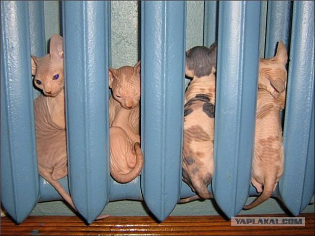 Братья.. давайте зажжем очаг! Погреемся