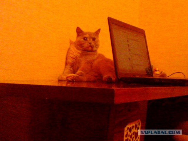 Котовторник 12.08.2014