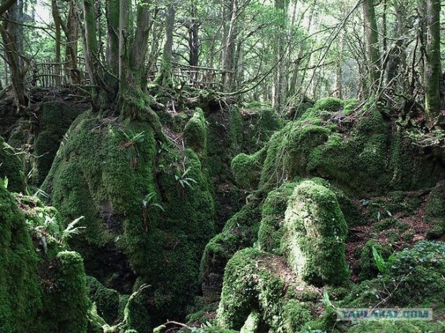 Puzzlewood - загадочный лес (19 фото)