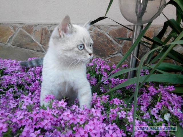Котовторник 2.12.14
