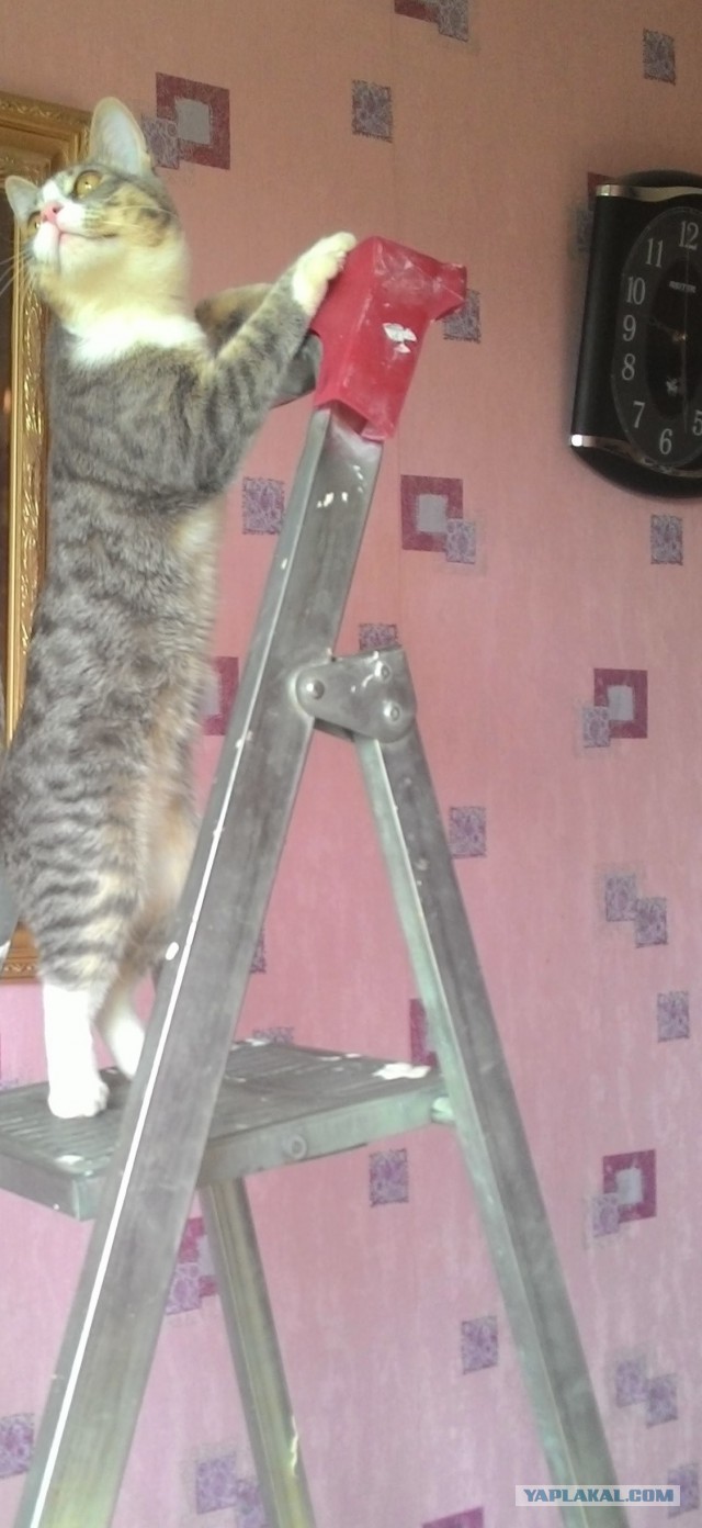 Котовторник 28.07.2015