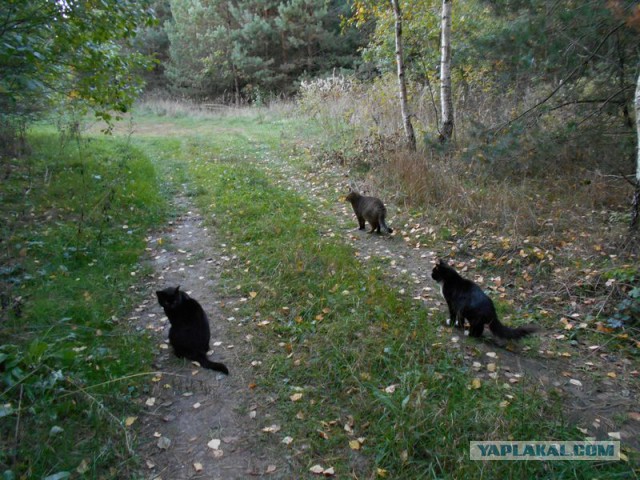 Жизнь домашнего приюта для котеек 82