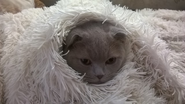 Котовторник