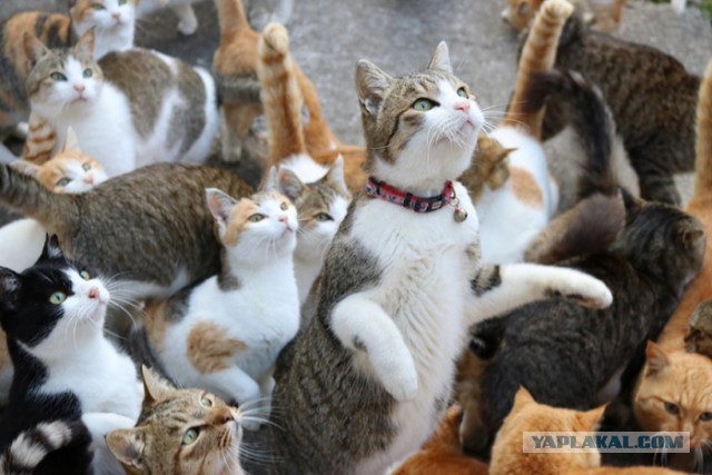 Коты острова Тасиро