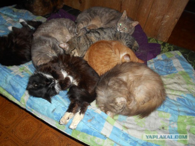 Жизнь домашнего приюта для котеек 108