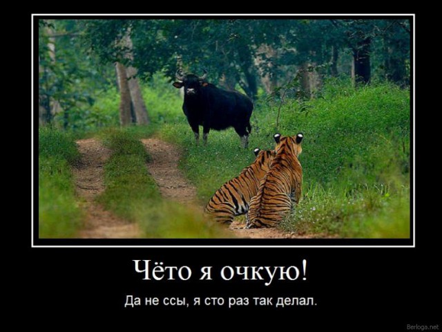 Демы к котовторнику!