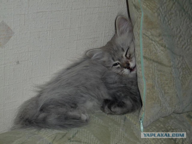 Котовторник 17.05.2016