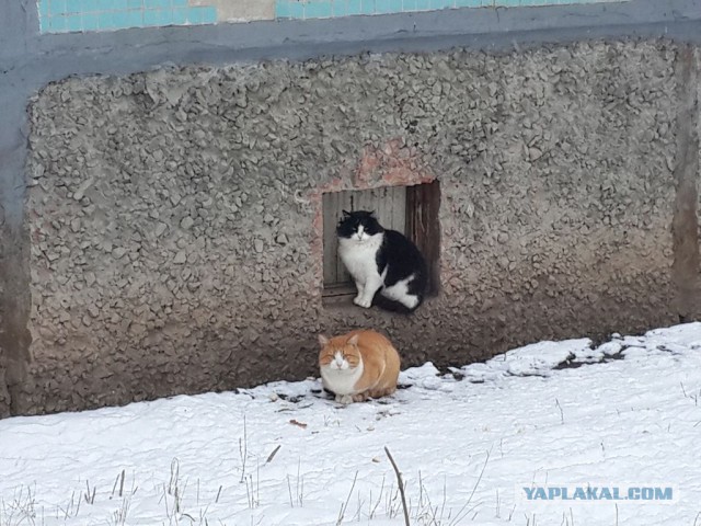 Кошки, которых я встретил на своем пути:)