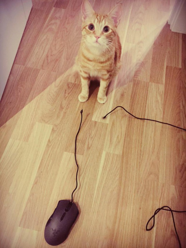 Коты и Кошки