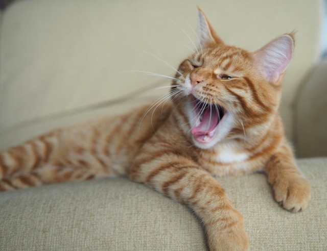 Коты и Кошки