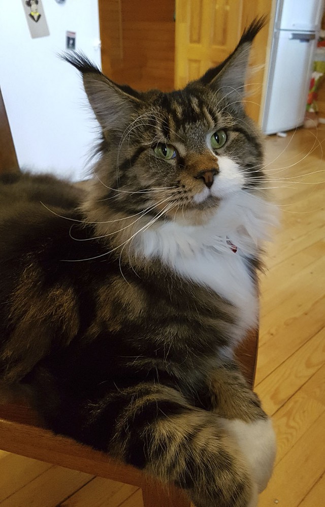 "Котовторник 26.09.2017"