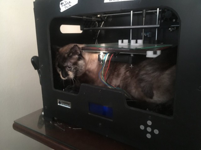 20 шикарных фотографий, в которых вся суть котов