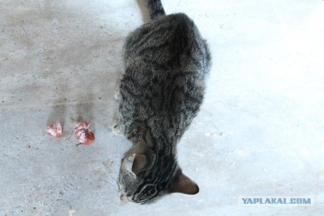 Котовторник  19.12.2017