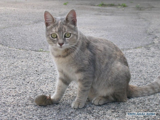Уррааа! Котовторник на ЯПлакалъ!