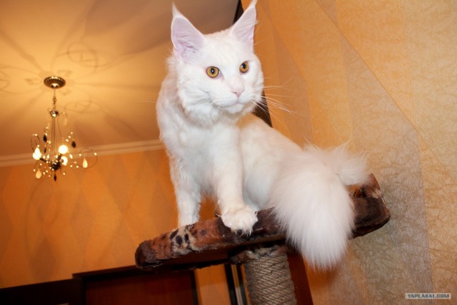 Сонный Котовторник