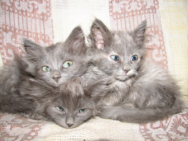Котовторник!