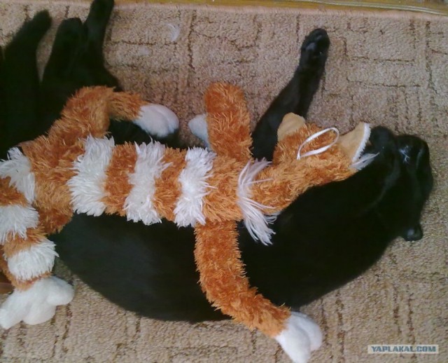 Котовторник 20.12.2011