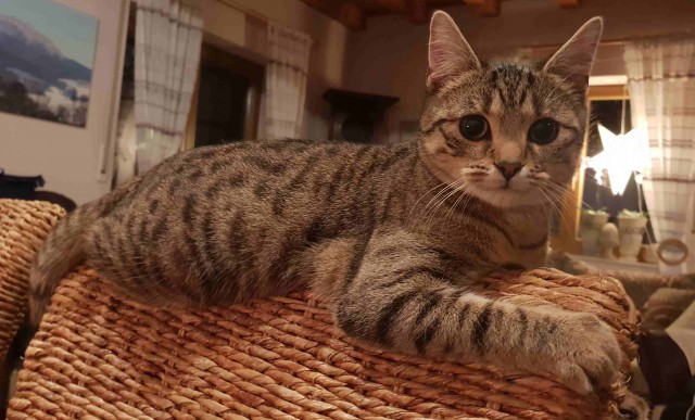 Прикольных котов пост