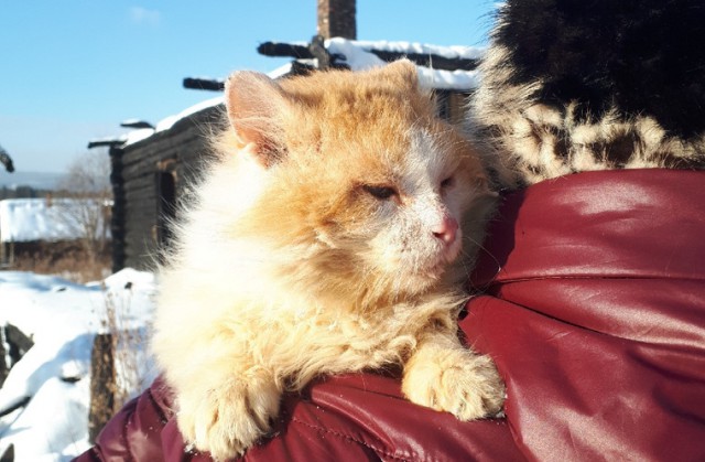 На Урале кот полтора года ждет погибших хозяев на пепелище.