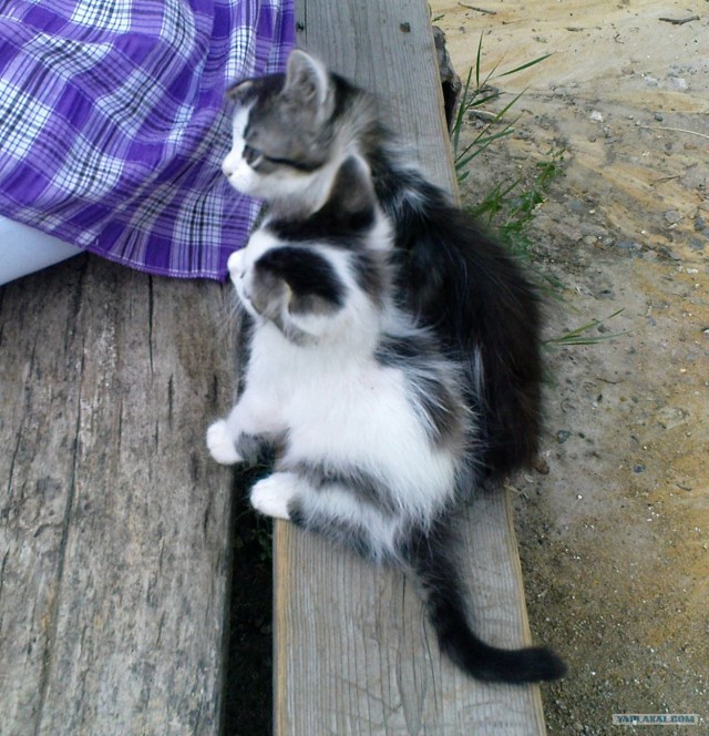Котонянька и котовторник