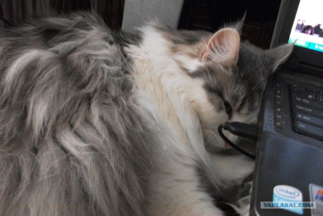 Котовторник 29.01.2013