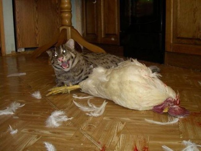 Дикий котовторник