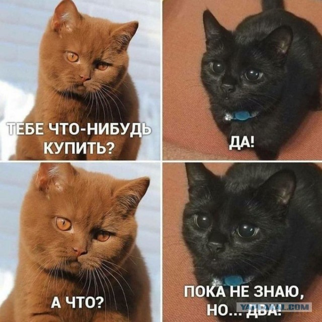 Бредзона 06.11.2020