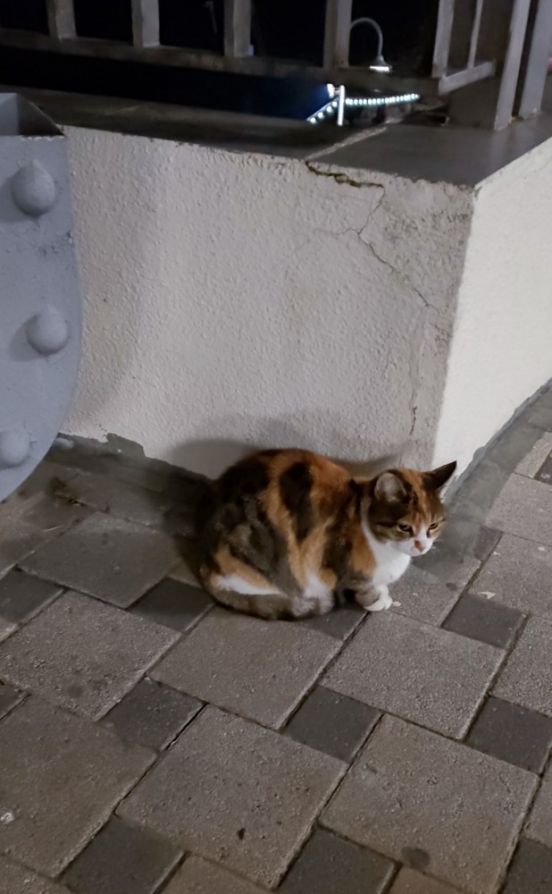 Котовторник 25.01.22