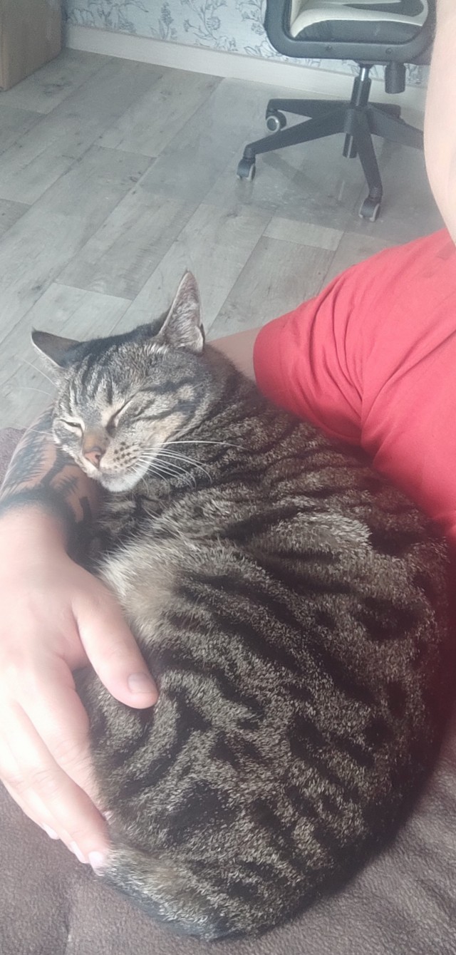 Ура! Котовторник.