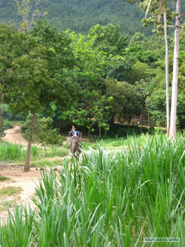 Такой разный остров Самуи