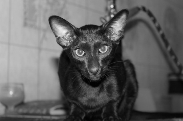 Ориентальная кошка