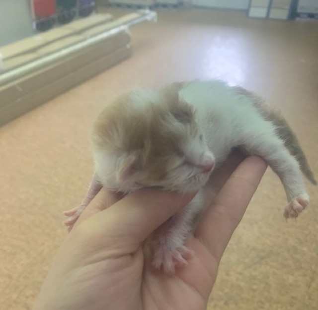 Котенок. Возраст 2 дня.